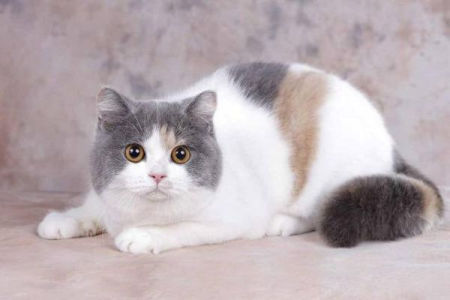 如何鉴别纯种英短三花猫？标准的英短三花猫特征有哪些？