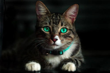 猫咪把你当什么？是家人还是奴隶？深度解读猫主子心态