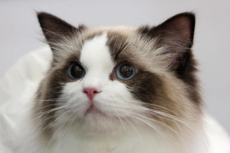 别被骗了！山猫布偶猫是串串的秘密