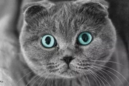 慎养折耳蓝猫！遗传疾病、体质弱，这些问题你都了解吗？