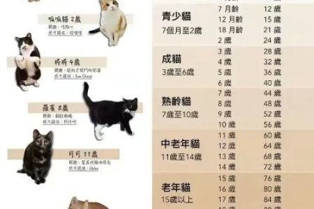 猫猫多大算成年？教你判断猫咪的成熟度