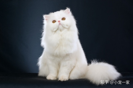 波斯猫的平均寿命是多少？影响寿命的因素有哪些？