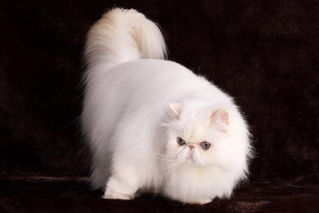 波斯猫的故乡是哪里？深度解析波斯猫的起源