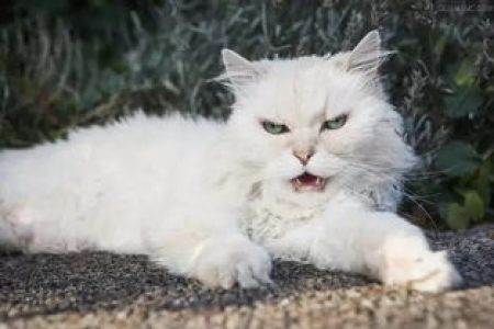 解密猫咪：30个你不知道的冷知识！
