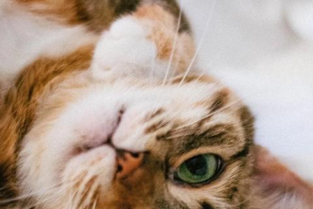 柔软又锋利？猫爪子的特点和作用大揭秘