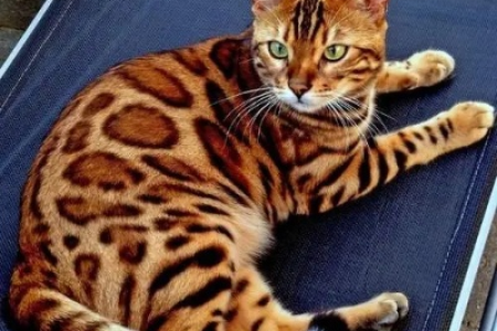 孟加拉豹猫太难养？告诉你它不适合你的N个理由