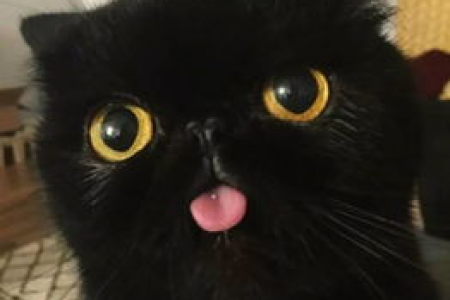 小猫咪在黑暗中的眼睛，是怎样反射光芒的？