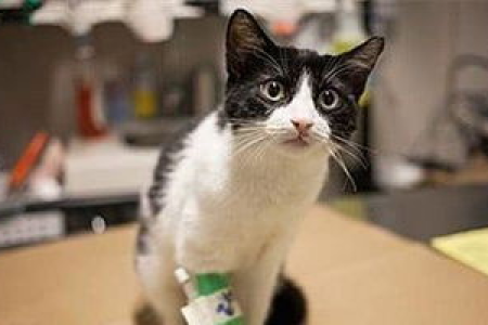 猫咪从多高摔不死？揭秘猫摔不死的高度范围