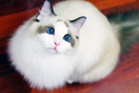 布偶猫纯种和串串的区别有哪些？挑选布偶猫需要注意什么？