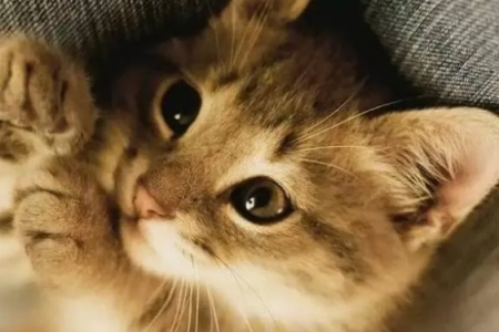 猫咪观水症是回光返照吗？多久会离世？
