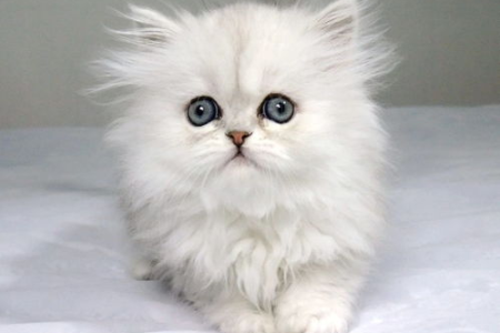 波斯猫和金吉拉猫的区别在哪里？一看就懂！