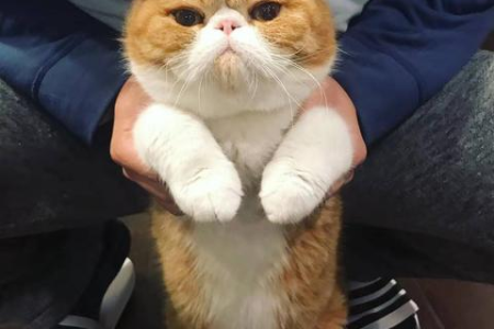 波斯猫加菲猫区别大揭秘：性格、外貌全方位对比