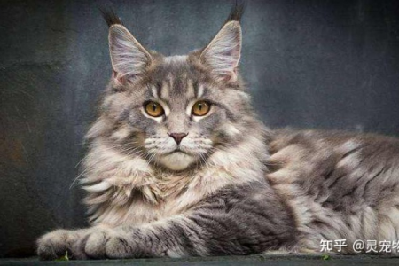 缅因猫来自哪里？探索美国缅因猫的独特魅力