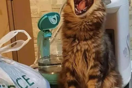 缅因猫是哪个国家的猫？它们的历史和特点