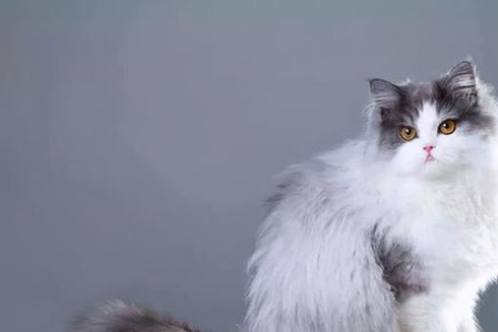 你知道波斯猫是哪个国家的猫吗？一文读懂波斯猫品种