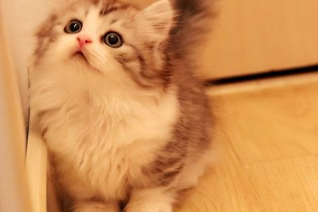 猫咪头小身子大怎么调理？饮食和运动很重要