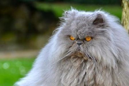 毛绒绒的波斯猫怕冷吗？冬季养护指南来了！