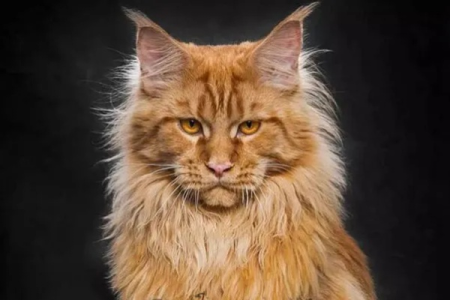 缅因猫怕冷吗？冬天养缅因猫需要注意什么保暖措施？