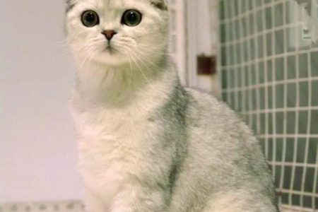 折耳猫的起源：意外发现还是人工培育？
