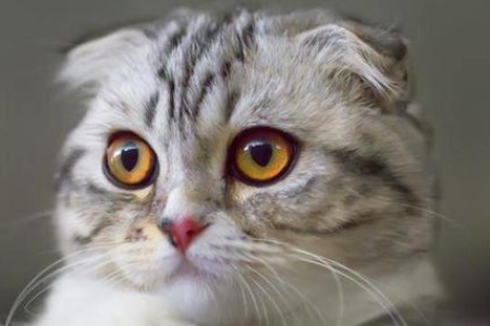 折耳猫的缺点有哪些？看完再做决定！