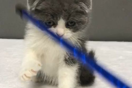 折耳猫性格特点大揭秘：温顺粘人还是调皮捣蛋？