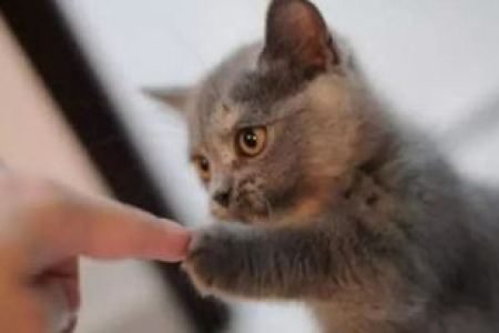 猫咪尾巴天生扭结，是缺陷还是正常现象？