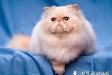 波斯猫的特点：性格温顺长毛飘逸，了解波斯猫的独特魅力