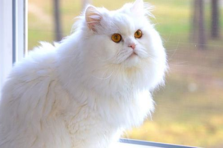 波斯猫爱掉毛吗？深度解析波斯猫掉毛原因及解决方法