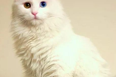 波斯猫眼睛颜色大全：蓝色、绿色还是鸳鸯眼？