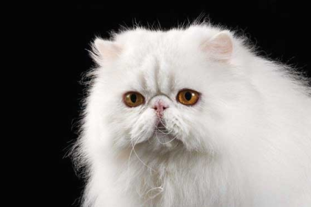 一蓝一黄的波斯猫眼睛：这到底是咋回事？