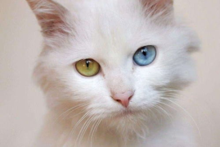 波斯猫眼睛颜色不一样是怎么回事？纯种猫的眼睛颜色相同吗？