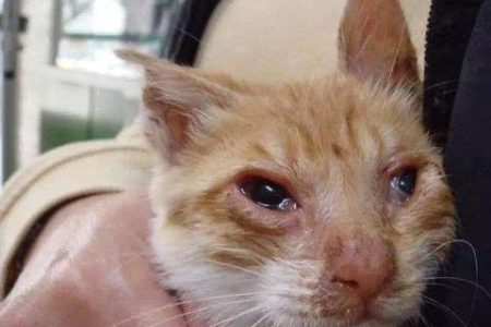 折耳猫的寿命是多久？影响寿命的因素有哪些？
