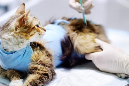 关于猫的一些冷知识：养猫多年，你未必知道这些！