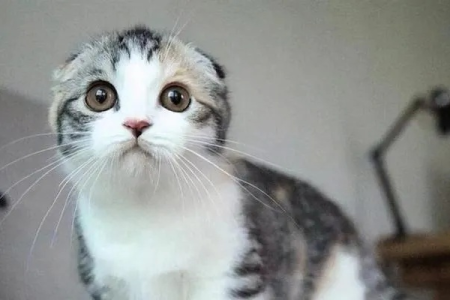 折耳猫能活多久？寿命短的原因及护理方法