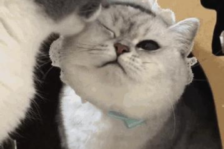 这些花对猫有毒，你家养了吗？小心猫咪中毒