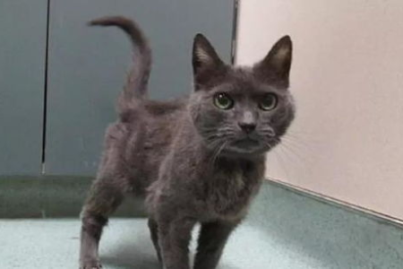 老年人养猫的最佳选择：低维护高陪伴的猫咪