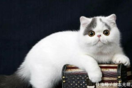 适合家养的猫咪品种推荐：8种好养又漂亮的猫咪