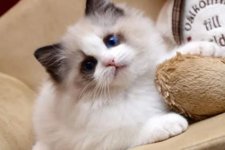 颜值高却难伺候？布偶猫的缺点你了解多少？