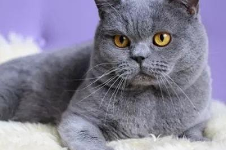 想养折耳猫？先了解它的寿命！平均能活多少年？