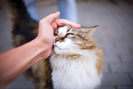 你的猫咪有多爱你？看看这6个举动就知道了！