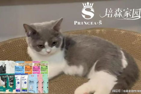春节假期，猫咪是带回家好还是留在家里？