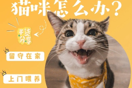 过年回老家猫带不走？教你轻松搞定猫咪假期！