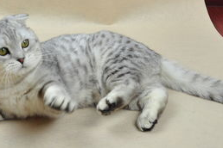 折耳猫一定会得骨骼病吗？如何判断和护理折耳猫的健康