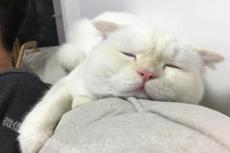 折耳猫平均寿命是多少？纯种和杂交的寿命区别大吗？