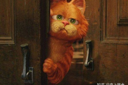 囧妈电影里的猫是什么品种？英短还是异国短毛猫？