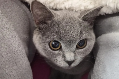 蓝猫挂霜：如何判断和改善猫咪营养状况？