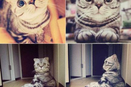 半折耳猫是病猫吗？半折耳猫的健康问题你了解吗？