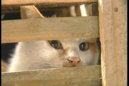 猫肉到底能不能吃？从健康和道德两方面深度解读！
