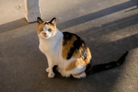 为什么三花公猫如此稀少且不具备生育能力？