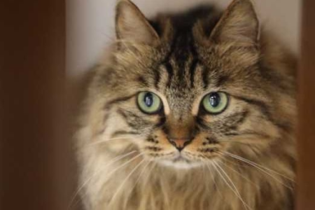 稀有长毛狸花猫：数量少，难饲养吗？